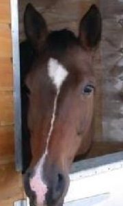 horse looking over stable door