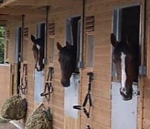 Three horses looking over stable doors. Dedication and contact