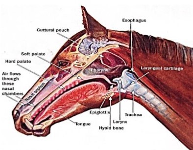 Hyperflexion-rollkur-the horse is more conflictive because more needed air gets caught in two key entrapment areas. Horse head skeleton showing respiratory structures