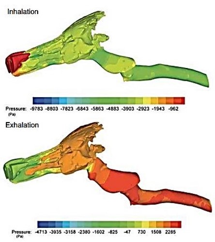 Hyperflexion-rollkur-the horse is more conflictive because more needed air gets caught in two key entrapment areas, The colours show the air velocity during inhalation and exhalation