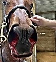 Hyperflexion-rollkur-the horse is more conflictive because faster airflow damages its throat and lungs