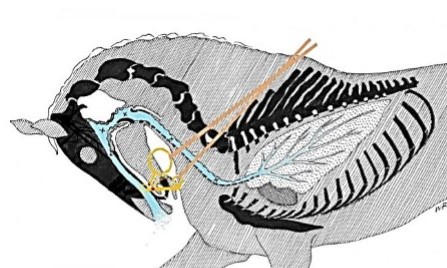 hyperflexion-rollkur can damage the horse's neck and nuchal ligament