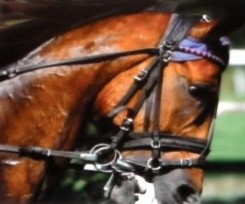 Hyperflexion-rollkur is a mismatch which creates disharmony. It is commonly seen in a wide range of equestrian sports