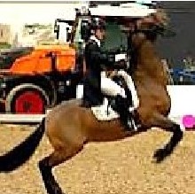 Hyperflexion-rollkur increases the horse's conflict behaviour such as rearing