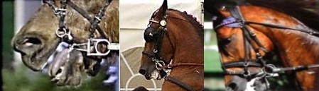 Hyperflexion-rollkur-damages the horse's teeth