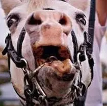 Hyperflexion-rollkur-damages the horse's teeth