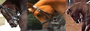 Hyperflexion-rollkur-damages the horse's teeth