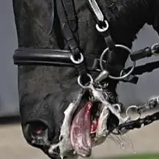Hyperflexion-rollkur-damages the horse's teeth