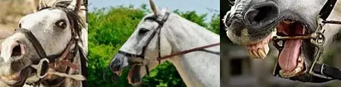 Hyperflexion-rollkur-damages the horse's teeth
