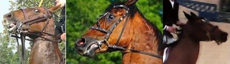 Hyperflexion-rollkur-damages the horse's teeth