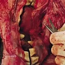 Hyperflexion-rollkur-damages the horse's teeth. Harsh rein pressure can damage the horse's bars