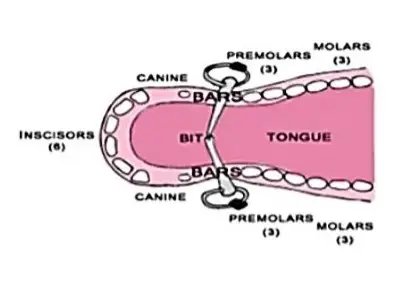 Hyperflexion-rollkur-damages the horse's teeth