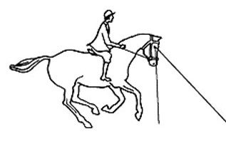 Hyperflexion-rollkur damages the horse's visibility. But when the head is forced downwards, its forward view is severely restricted