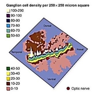 Distribution of ganglion cells in a horse's retina