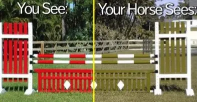 The horse's vision is very different from the human's