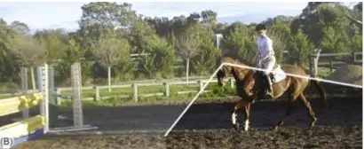 Hyperflexion-rollkur damages the horse's visibility. But the horse is severely restricted when its head is forced downwards