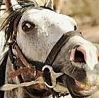 The sclera or white of the horse's eye becomes visible when it is frightened