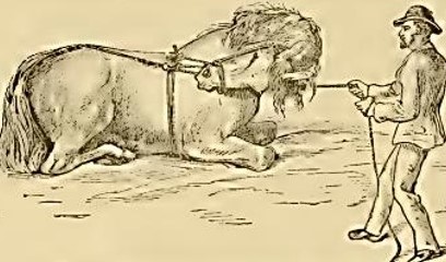 Hyperflexion-rollkur has been used continuously used for centuries. In so many ways the horse's head has been tied down and sideways to enable human dominance