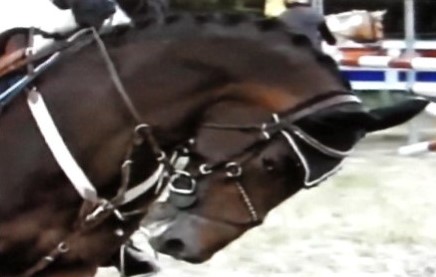 Equi-note #15 Hyperflexion-rollkur causes extensive physical and mental damage and restricted vision