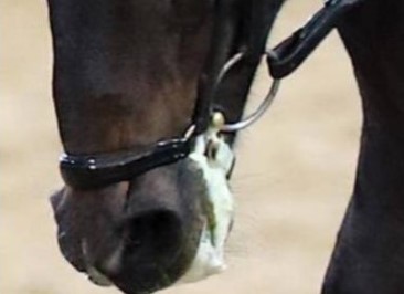 horse head showing tight noseband