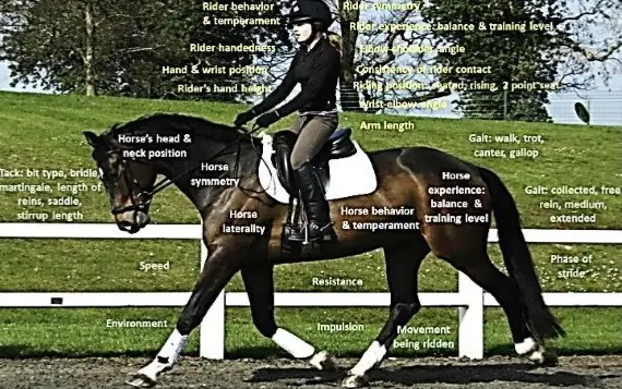 What is rein pressure? factors influencing rein pressure