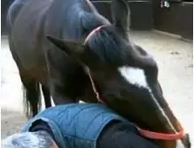Horseshoeing-an International Scandal