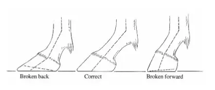 Horseshoeing broken back_forward