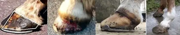 Horseshoeing-the scandal exposed at competitions-causes of distortion of hoof capsule