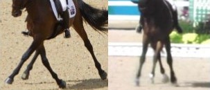 horseshoeing-clip problems-clip effect sound vs unsound horse