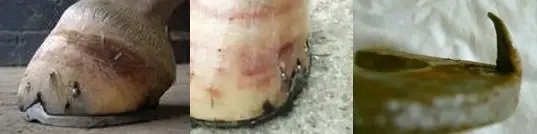 horseshoeing-clip problems
