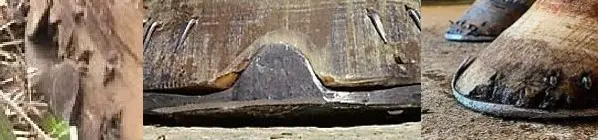 horseshoeing clip problems