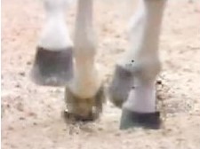 horseshoeing-clip problems-clips back to front