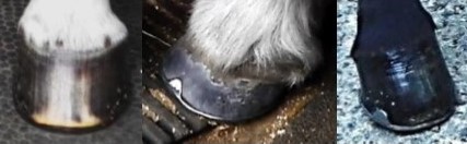 Horseshoeing front hoof clip comparison