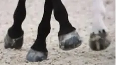 shoeing-side clip pressure on hoof quarter