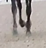shoeing side clip soreness on off hind
