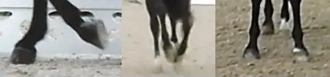 Horseshoeing-why is it a scandal?