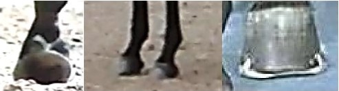 Horseshoeing-the scandal exposed at competitions