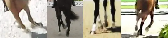 Horseshoeing-the scandal exposed at competitions